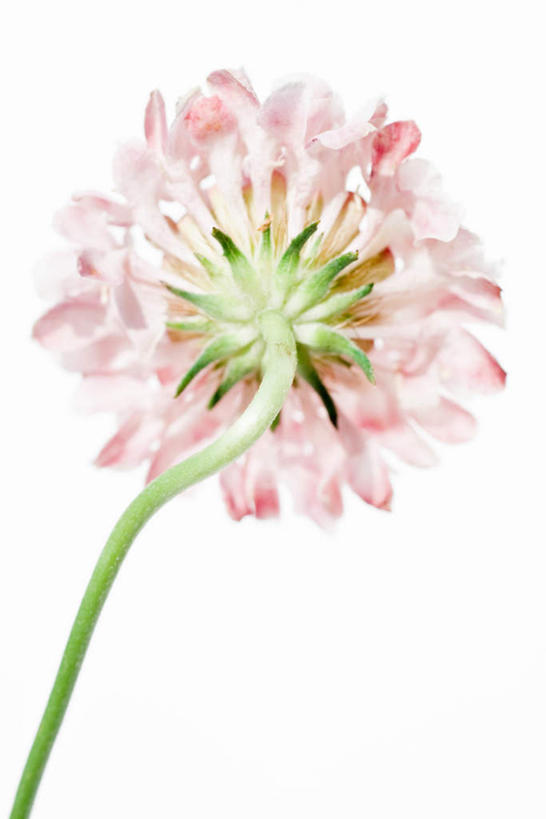 无人,竖图,俯视,室内,特写,白天,白色背景,植物,盛开,花蕾,花,花瓣,花朵,鲜花,一朵,粉色,花苞,花茎,花蕊,摄影,影棚,山萝卜,紫盆花,彩图,高角度拍摄,影棚拍摄,拍摄