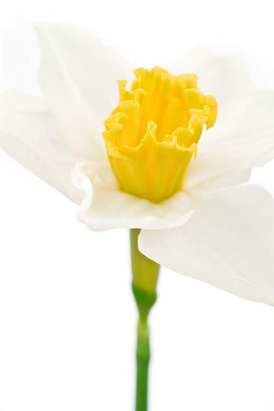 无人,竖图,俯视,室内,特写,白天,白色背景,水仙花,盛开,花蕾,花,花瓣,花朵,鲜花,一朵,花苞,花蕊,摄影,影棚,花梗,金盏银台,玉玲珑,女史花,雅蒜,天蒜,凌波仙子,水仙,天葱,彩图,高角度拍摄,影棚拍摄,拍摄