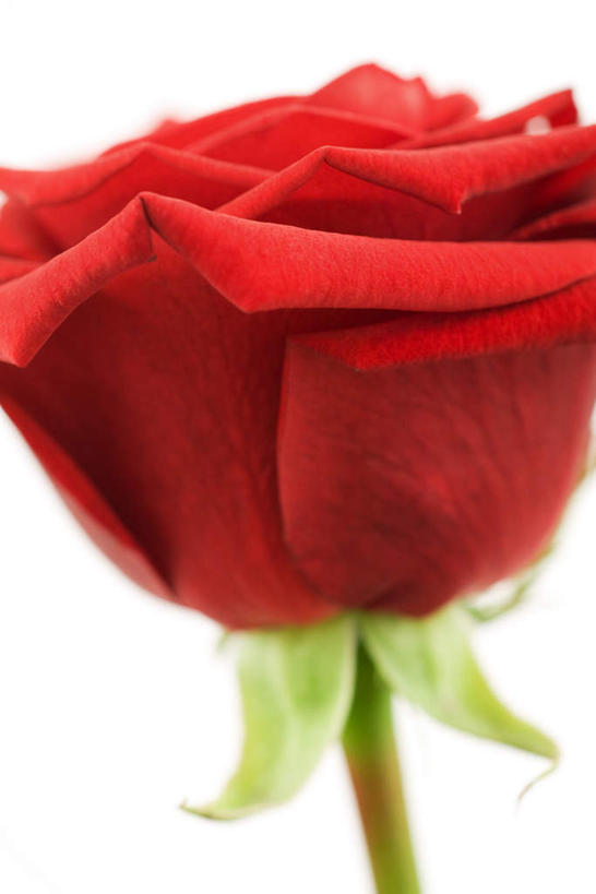 无人,竖图,室内,特写,白天,白色背景,正面,爱情,幸福,纯洁,热情,玫瑰,盛开,玫瑰花,浪漫,花蕾,花,花瓣,花朵,鲜花,一朵,红色,花苞,花蕊,温暖,温馨,恩爱,摄影,影棚,和睦,感动,尊敬,天真,刺玫花,徘徊花,彩图,影棚拍摄,拍摄,融洽