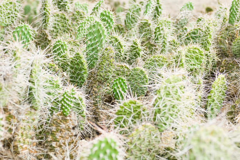 无人,横图,俯视,室外,白天,旅游,度假,美景,植物,仙人掌,许多,光线,火焰,景观,草药,娱乐,中药,绿色,阳光,自然,享受,休闲,景色,放松,自然风光,药材,中草药,中药材,本草,牛舌头,玉芙蓉,仙巴掌,火掌,霸王树,彩图,高角度拍摄