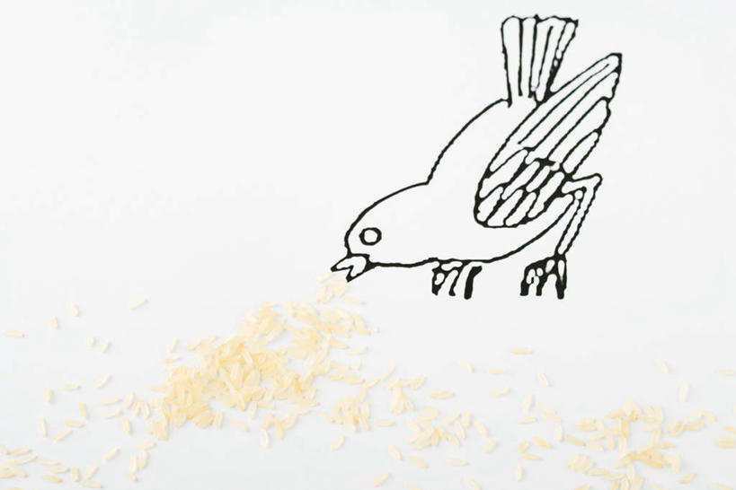 无人,吃,横图,俯视,插画,室内,特写,白天,数码,科技,鸟,一堆,阴影,网络,鸟类,谷类,米,高光,几何,计算机图形,合成,图画,画,电脑合成图,数码合成图,啄,漫画,写实,具体,具象,嚼,食,彩图,高角度拍摄