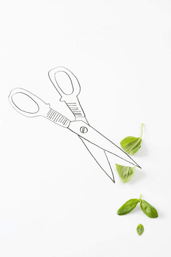 无人,竖图,俯视,插画,室内,特写,白天,数码,科技,植物,叶子,修剪,阴影,网络,工具,剪刀,香料,绿叶,草药,五片,高光,几何,计算机图形,合成,图画,中药,画,香草,嫩叶,裁剪,电脑合成图,数码合成图,罗勒,剪,剪子,剪裁,切割,简单,紫苏,药材,中草药,漫画,九层塔,圣约瑟夫草,甜罗勒,兰香,中药材,本草,写实,具体,具象,叶,叶片,彩图,高角度拍摄