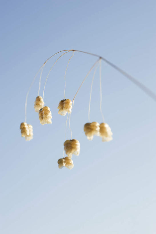 无人,竖图,室外,特写,白天,仰视,旅游,度假,美景,许多,倒挂,阴影,盛开,光线,影子,景观,枝,花蕾,娱乐,花,花瓣,花朵,鲜花,黄色,蓝色,蓝天,天空,阳光,自然,天,花苞,花蕊,享受,休闲,景色,放松,晴朗,自然风光,万里无云,晴空,晴空万里,彩图,低角度拍摄