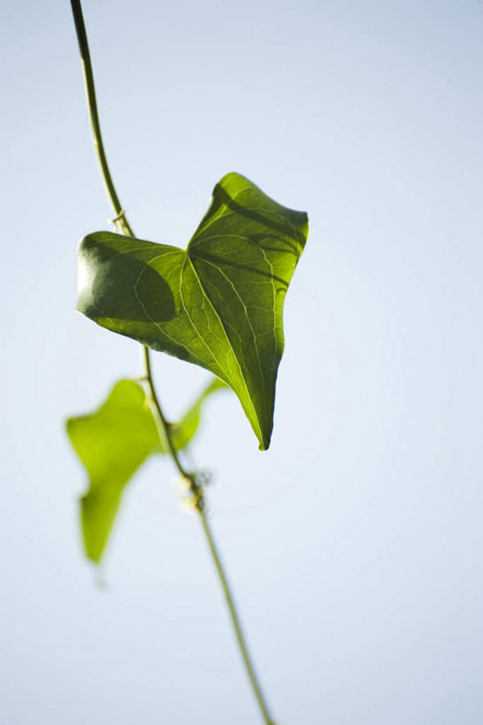 无人,竖图,室外,特写,白天,仰视,爱情,叶子,阴影,爱心,光线,影子,茎,绿叶,浪漫,两朵,蓝色,蓝天,天空,阳光,天,温暖,温馨,心形,嫩叶,恩爱,晴朗,静止,和睦,万里无云,心型,叶,叶片,晴空,晴空万里,彩图,低角度拍摄,融洽