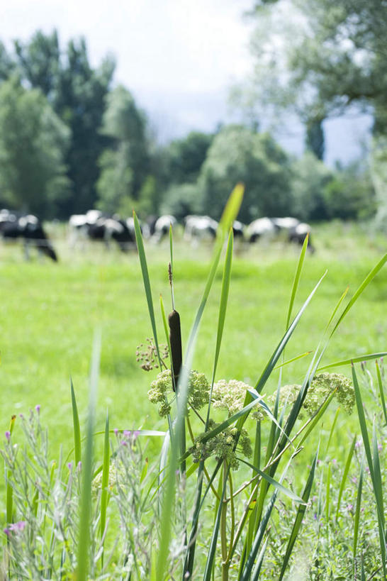 无人,竖图,室外,特写,白天,正面,旅游,度假,草地,草坪,美景,植物,牛,朦胧,模糊,盛开,光线,景观,野花,花蕾,娱乐,家禽,草,花,花瓣,花朵,鲜花,树,树木,蓝色,绿色,蓝天,天空,阳光,自然,动物,天,花苞,花蕊,享受,休闲,家畜,景色,放松,牲畜,生长,成长,自然风光,香蒲,东方香蒲,蒲菜,蒲草,水烛,奶牛,彩图