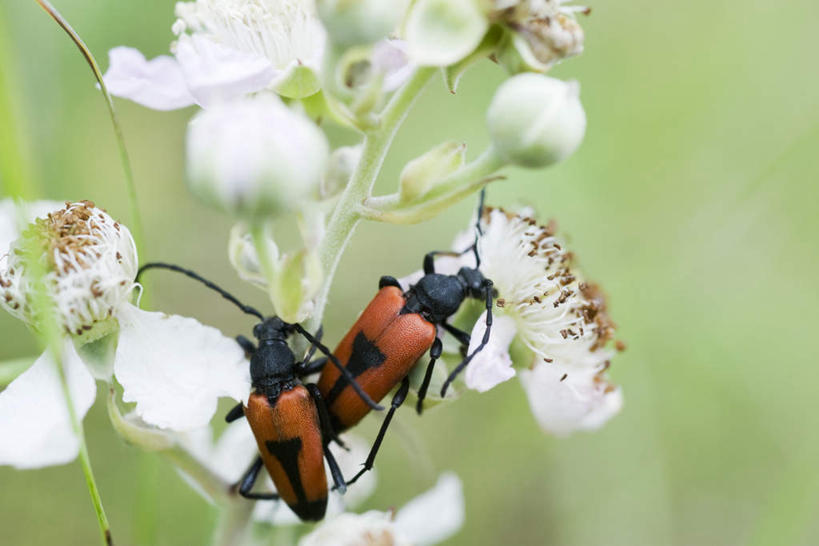 无人,横图,室外,特写,白天,正面,草地,草坪,美景,植物,朦胧,模糊,盛开,昆虫,景观,花蕾,草,花,花瓣,花朵,鲜花,两个,红色,绿色,自然,动物,花苞,花蕊,爬,景色,自然风光,交配,觅食,盾蝽,彩图,全身