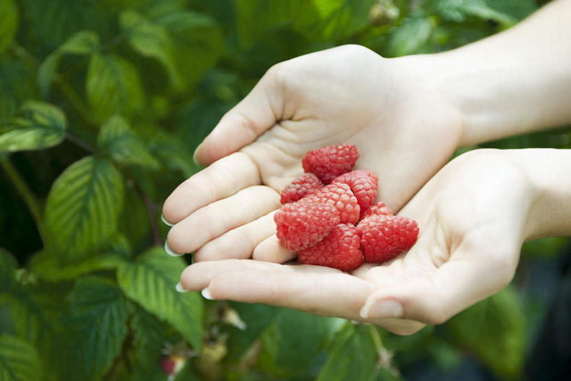 西方人,手,一个人,横图,俯视,室外,特写,白天,植物,浆果,叶子,欧洲,欧洲人,仅一个年轻女性,仅一个女性,仅一个人,许多,桑葚,桑椹,绿叶,并拢,树,树木,红色,绿色,自然,覆盆子,手部,嫩叶,生长,成长,年轻女性,女人,女性,白种人,叶,叶片,半身,彩图,高角度拍摄