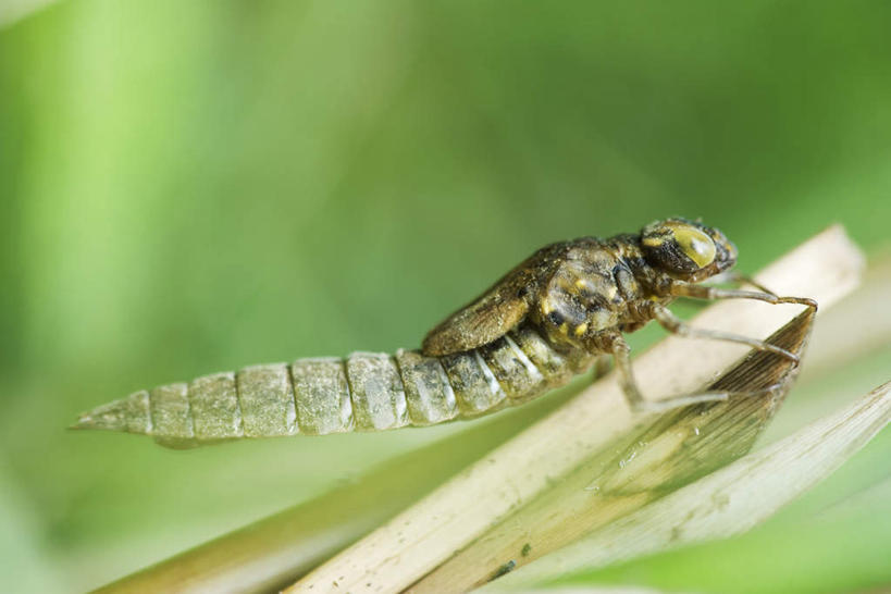 无人,横图,室外,特写,白天,侧面,草地,草坪,美景,植物,枯萎,朦胧,模糊,蜻蜓,昆虫,景观,枝,草,一只,绿色,自然,动物,景色,自然风光,老化,脱皮,益虫,彩图,全身