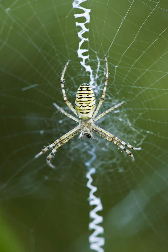 无人,竖图,室外,特写,白天,正面,草地,草坪,美景,植物,条纹,蜘蛛,景观,草,一只,绿色,自然,动物,爬,景色,蜘蛛丝,八脚螅,园蛛,自然风光,织网,节肢动物,益虫,波丝,彩图,全身
