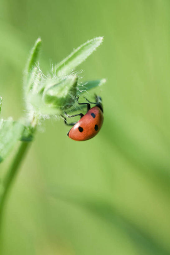 无人,竖图,俯视,室外,特写,白天,美景,植物,瓢虫,叶子,阴影,朦胧,模糊,光线,昆虫,影子,景观,绿叶,一只,阳光,自然,动物,嫩叶,景色,自然风光,觅食,害虫,叶,叶片,彩图,高角度拍摄,全身