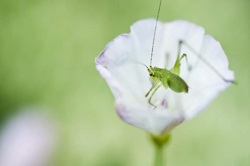 无人,横图,室外,特写,白天,正面,美景,朦胧,模糊,盛开,昆虫,景观,花蕾,花,花瓣,花朵,鲜花,一只,自然,动物,花苞,花蕊,景色,自然风光,益虫,纺织娘,彩图,全身