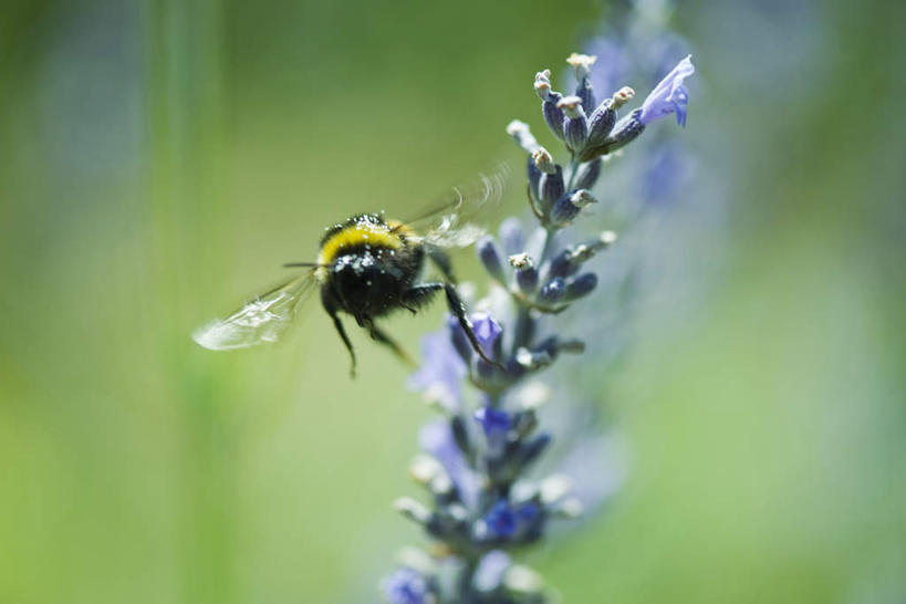 无人,花园,横图,室外,特写,白天,正面,花海,花圃,美景,植物,蜜蜂,叶子,朦胧,模糊,盛开,昆虫,景观,花蕾,飞,花,花瓣,花朵,花卉,鲜花,一只,绿色,自然,动物,花丛,花束,花田,花苞,花蕊,景色,自然风光,益虫,小花园,彩图