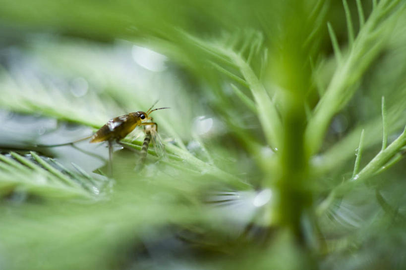 无人,横图,室外,特写,白天,正面,美景,叶子,朦胧,模糊,昆虫,景观,绿叶,注视,一只,自然,动物,观察,看,嫩叶,景色,观看,察看,关注,自然风光,益虫,纺织娘,叶,叶片,彩图,全身