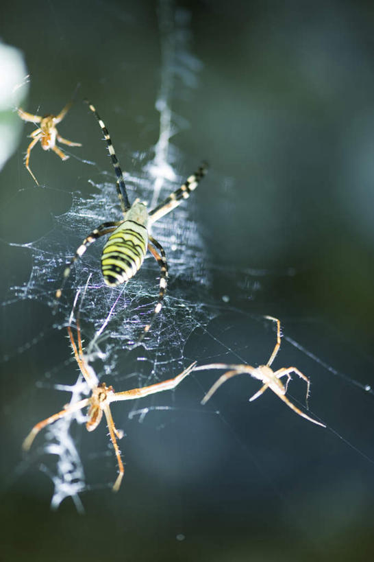无人,竖图,俯视,室外,特写,白天,美景,树林,植物,四只,条纹,朦胧,模糊,蜘蛛,景观,树,树木,绿色,自然,动物,爬,景色,生长,成长,蜘蛛丝,八脚螅,园蛛,自然风光,织网,节肢动物,益虫,波丝,彩图,高角度拍摄,全身