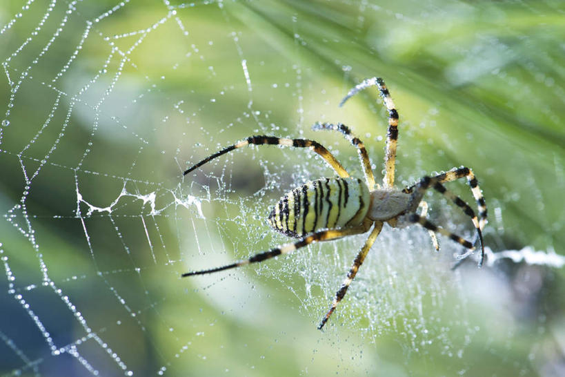 无人,横图,俯视,室外,特写,白天,草地,草坪,美景,水,植物,条纹,蜘蛛,液体,景观,水滴,草,一只,绿色,自然,动物,爬,景色,蜘蛛丝,八脚螅,园蛛,自然风光,织网,节肢动物,益虫,波丝,彩图,高角度拍摄,全身