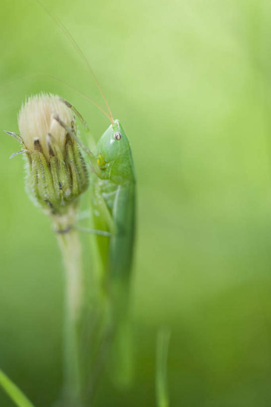 无人,竖图,室外,特写,白天,侧面,美景,植物,叶子,朦胧,模糊,昆虫,蚱蜢,景观,绿叶,树,树木,绿色,自然,动物,嫩叶,景色,生长,成长,自然风光,益虫,蚂蚱,叶,叶片,彩图,全身
