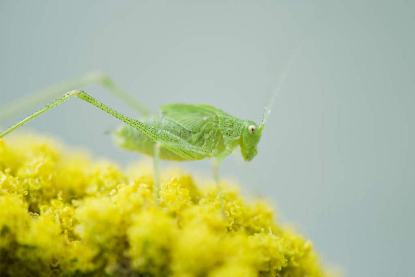 无人,横图,室外,特写,白天,侧面,花海,花圃,美景,植物,叶子,朦胧,模糊,盛开,昆虫,景观,花蕾,花,花瓣,花朵,花卉,鲜花,一只,绿色,自然,动物,花丛,花束,花田,花苞,花蕊,景色,自然风光,益虫,蚂蚱,彩图