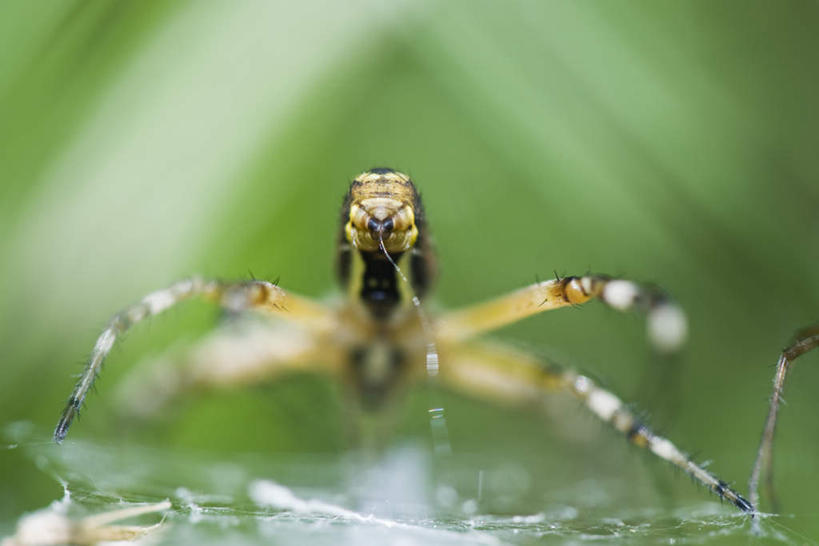 无人,横图,室外,特写,白天,正面,草地,草坪,美景,植物,条纹,蜘蛛,景观,草,一只,绿色,自然,动物,爬,景色,蜘蛛丝,八脚螅,园蛛,自然风光,织网,节肢动物,益虫,波丝,彩图,全身