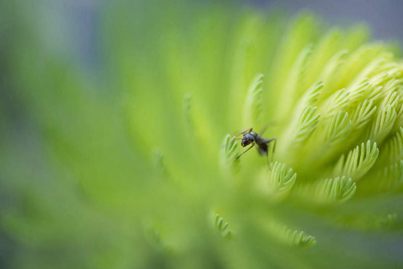 无人,横图,室外,特写,白天,正面,植物,叶子,朦胧,模糊,昆虫,蚂蚁,景观,绿叶,一只,自然,动物,嫩叶,自然风光,害虫,叶,叶片,彩图