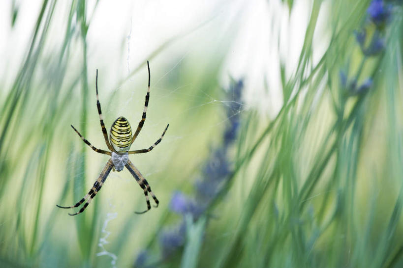 无人,横图,室外,特写,白天,正面,草地,草坪,美景,植物,条纹,朦胧,模糊,蜘蛛,景观,草,一只,绿色,自然,动物,爬,景色,蜘蛛丝,八脚螅,园蛛,自然风光,织网,节肢动物,益虫,波丝,彩图,全身