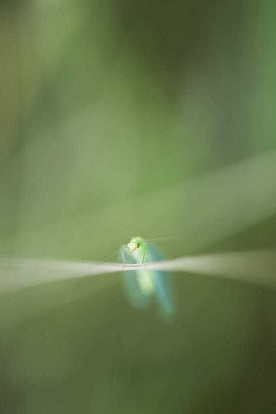 无人,跳,竖图,室外,特写,白天,正面,花海,花圃,美景,植物,叶子,枯萎,朦胧,模糊,盛开,昆虫,景观,花蕾,花,花瓣,花朵,花卉,鲜花,一只,绿色,自然,动物,花丛,花束,花田,花苞,花蕊,景色,自然风光,预备,益虫,蚂蚱,跳跃,彩图,全身