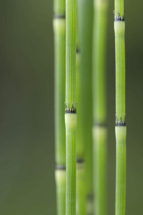 无人,竖图,室外,特写,白天,正面,美景,植物,许多,朦胧,模糊,景观,茎,自然,景色,笔直,自然风光,水生植物,灯芯草,灯心草,蔺草,龙须草,马棕根,蓑衣草,野席草,彩图