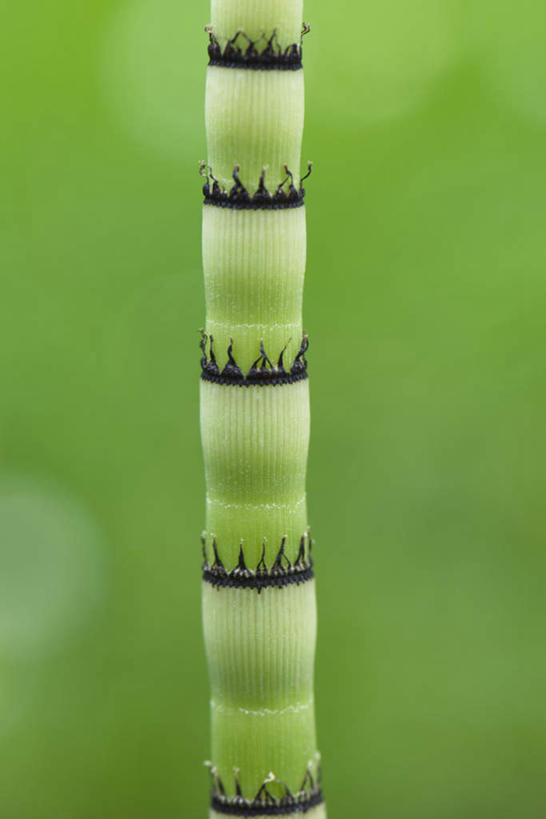 无人,竖图,室外,特写,白天,正面,美景,植物,朦胧,模糊,景观,茎,一个,自然,须,景色,单个,笔直,自然风光,水生植物,灯芯草,灯心草,蔺草,龙须草,马棕根,蓑衣草,野席草,彩图