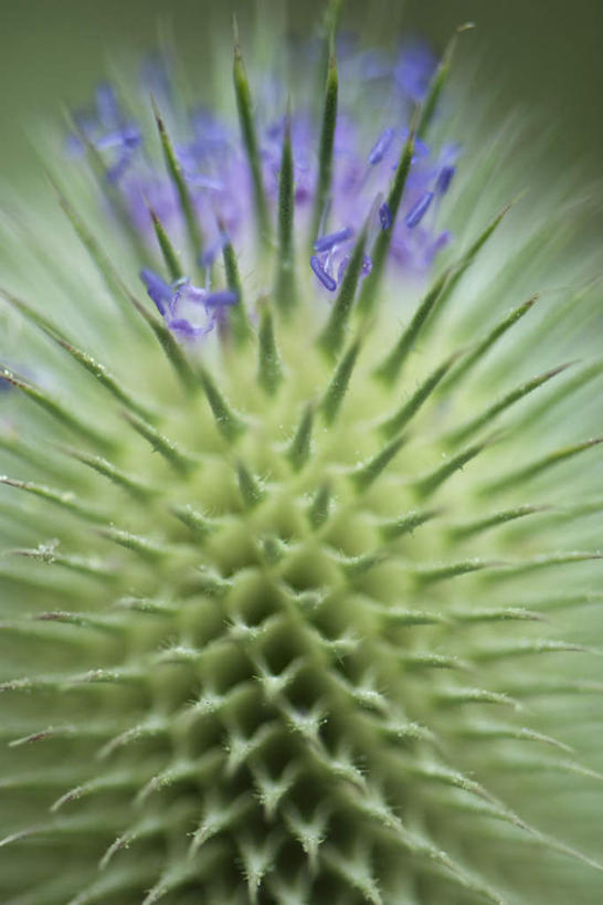 无人,竖图,室外,特写,白天,正面,美景,植物,朦胧,模糊,盛开,景观,花蕾,花,花瓣,花朵,鲜花,一个,自然,花苞,花蕊,景色,单个,蒺藜,荆棘,自然风光,彩图