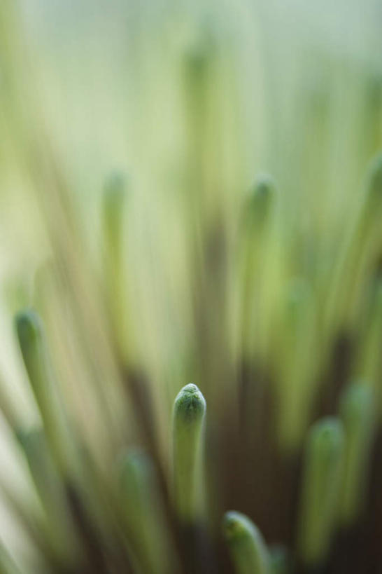 无人,竖图,俯视,室外,特写,白天,正面,美景,植物,许多,朦胧,模糊,盛开,景观,花蕾,花,花瓣,花朵,鲜花,自然,花苞,花蕊,景色,雌蕊,雄蕊,自然风光,彩图,高角度拍摄