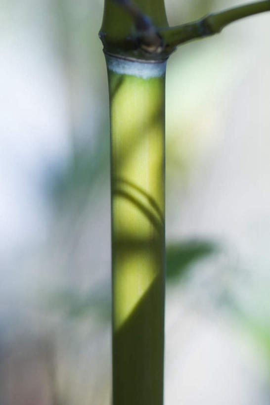 无人,竖图,室外,特写,白天,正面,美景,植物,朦胧,模糊,光线,景观,茎,根,枝,阳光,自然,景色,自然风光,彩图