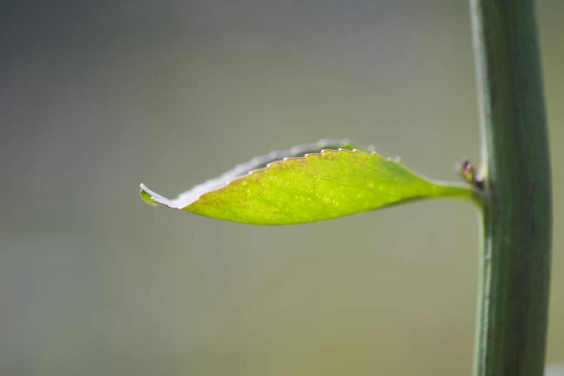 无人,横图,室外,特写,白天,正面,美景,植物,叶子,朦胧,模糊,纹理,景观,茎,绿叶,根,枝,一个,自然,嫩叶,景色,单个,自然风光,叶,叶片,彩图