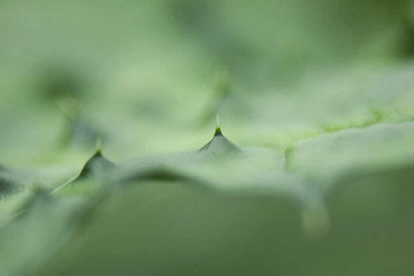 无人,横图,俯视,室外,特写,白天,美景,植物,芦荟,叶子,许多,朦胧,模糊,纹理,景观,茎,绿叶,自然,嫩叶,刺,景色,荆棘,自然风光,叶,叶片,彩图,高角度拍摄