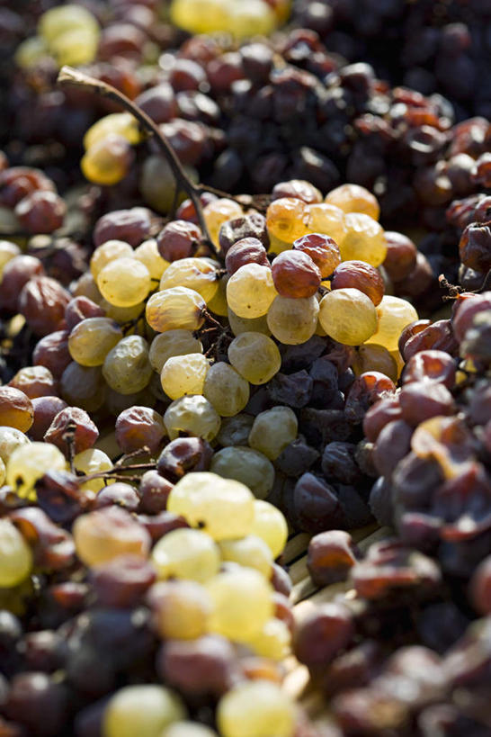 无人,竖图,俯视,室内,特写,白天,桌面,桌子,葡萄,水果,许多,新鲜,散落,光线,生食,食品,果实,食物,阳光,有机食品,绿色食品,紫葡萄,青葡萄,山葫芦,蒲桃,草龙珠,彩图,高角度拍摄