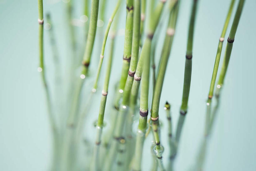 无人,横图,俯视,室外,特写,白天,河流,水,植物,许多,蓝色背景,朦胧,模糊,反射,河水,水流,根,小溪,溪水,马尾,流动,宁静,水生植物,灯芯草,彩图,高角度拍摄