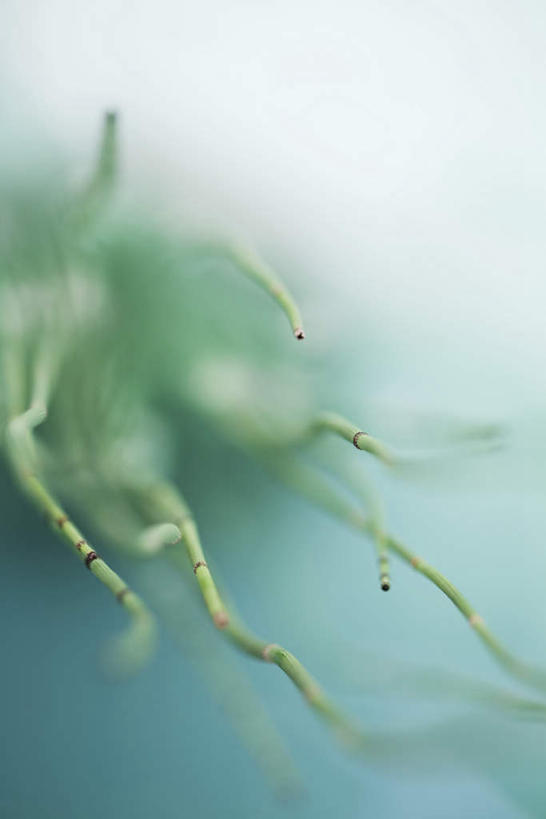 无人,竖图,俯视,室内,特写,白天,植物,一堆,许多,堆叠,堆积,朦胧,模糊,绿色,生长,堆,水生植物,灯芯草,灯心草,蔺草,龙须草,马棕根,野席草,彩图,高角度拍摄