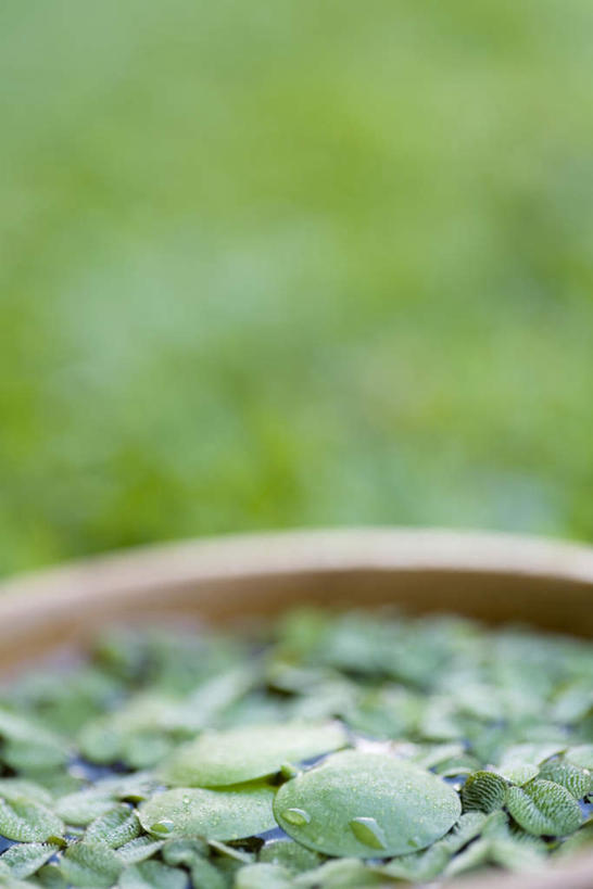 无人,竖图,俯视,室外,特写,白天,草地,草坪,植物,叶子,花盆,一堆,许多,阴影,堆叠,堆积,朦胧,模糊,反射,盆,影子,绿叶,草,绿色,嫩叶,堆,叶,叶片,彩图,高角度拍摄