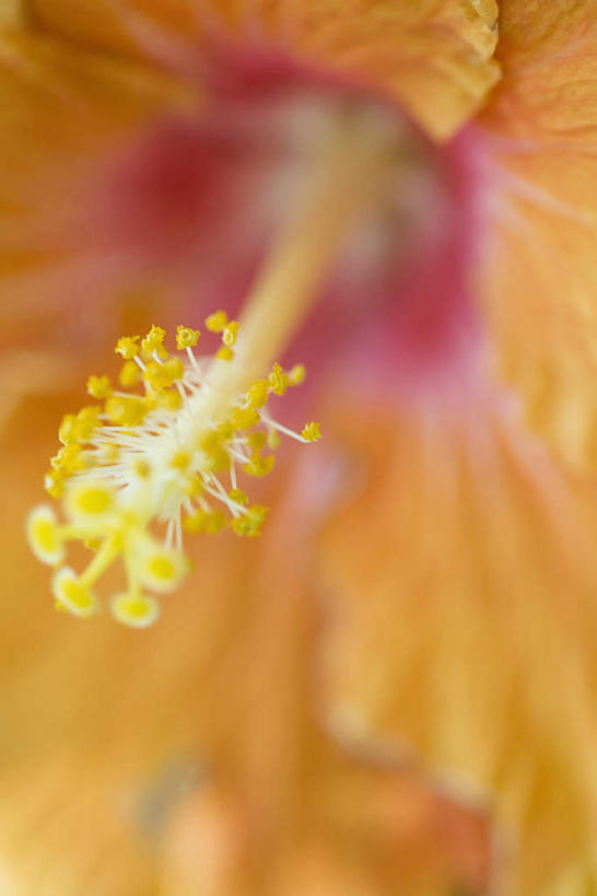 无人,竖图,俯视,室内,特写,白天,朦胧,模糊,盛开,木槿,木槿花,美丽,花蕾,花,花瓣,花朵,鲜花,一朵,黄色,花苞,花蕊,坚韧,永恒,质朴,无穷花,彩图,高角度拍摄