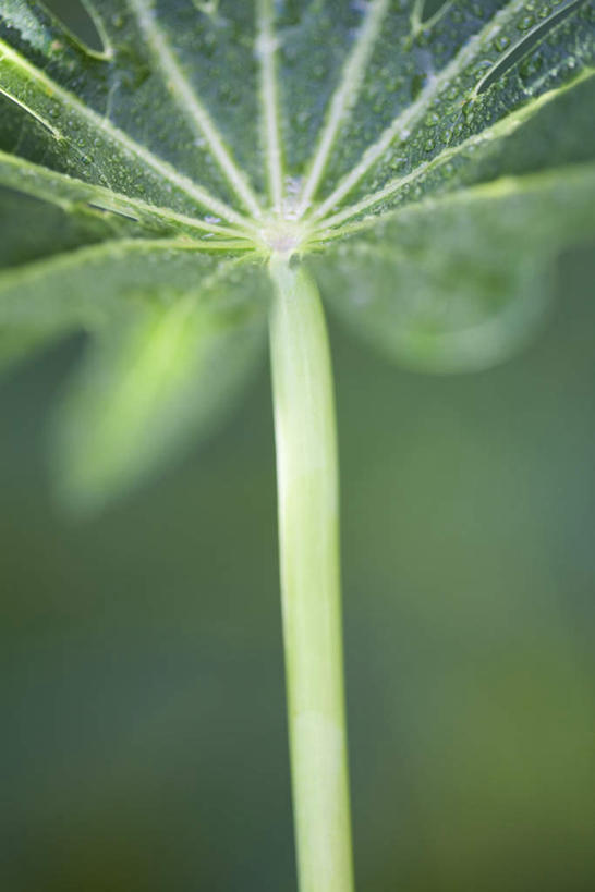 无人,竖图,室内,特写,白天,仰视,静物,叶子,一片,朦胧,模糊,绿叶,嫩叶,叶,叶片,叶脉,彩图,低角度拍摄