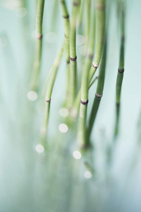无人,竖图,俯视,室内,特写,白天,水,静物,阴影,朦胧,模糊,反射,液体,影子,水滴,灯芯草,灯心草,蔺草,龙须草,马棕根,野席草,彩图,高角度拍摄