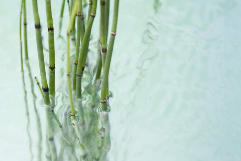 无人,横图,俯视,室外,特写,白天,河流,水,一排,许多,朦胧,模糊,整齐,液体,河水,水滴,水流,排列,小溪,溪水,队列,灯芯草,灯心草,蔺草,龙须草,马棕根,野席草,彩图,高角度拍摄