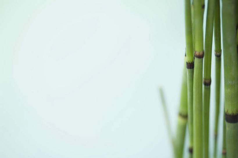 无人,横图,室外,特写,白天,正面,静物,一排,许多,蓝色背景,朦胧,模糊,整齐,排列,摄影,影棚,队列,灯芯草,灯心草,蔺草,龙须草,马棕根,野席草,彩图,影棚拍摄,拍摄