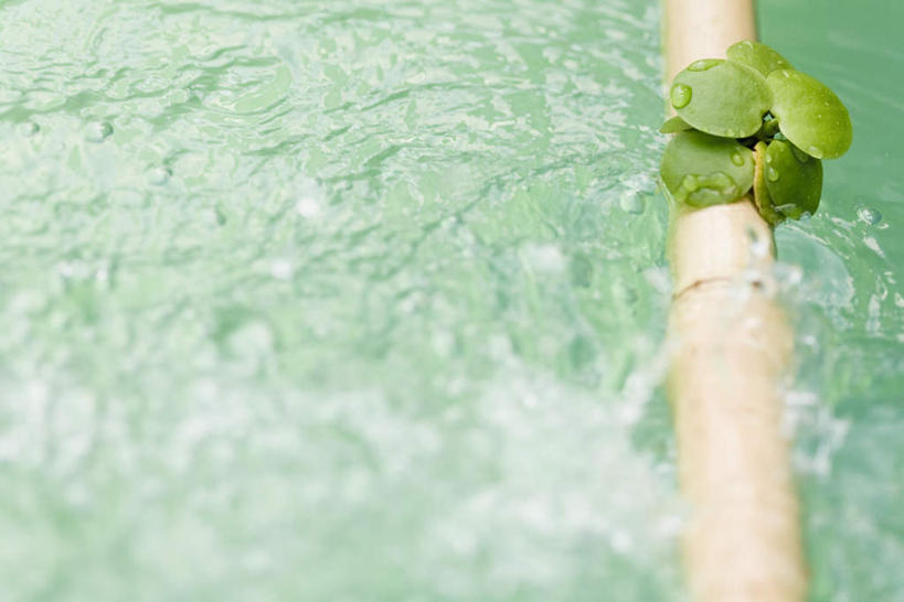 无人,横图,俯视,室外,特写,白天,河流,水,竹子,静物,叶子,一堆,波纹,堆叠,堆积,飞溅,朦胧,模糊,溅,液体,竹筒,河水,水滴,水花,水流,绿叶,涟漪,竹竿,水珠,水纹,小溪,波浪,溪水,嫩叶,堆,喷洒,水晕,叶,叶片,竹,彩图,高角度拍摄