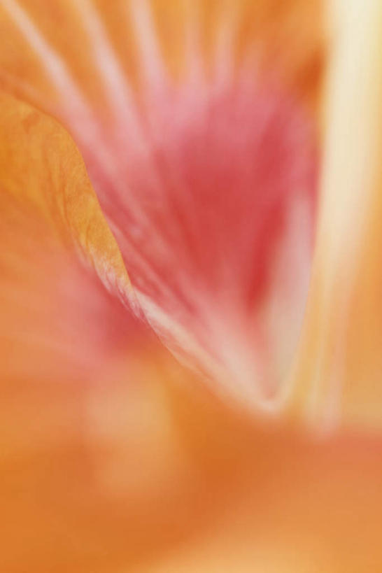 无人,竖图,俯视,室外,特写,白天,朦胧,模糊,盛开,木槿,木槿花,美丽,花蕾,花,花瓣,花朵,鲜花,花苞,花蕊,橙色,坚韧,永恒,质朴,无穷花,彩图,高角度拍摄