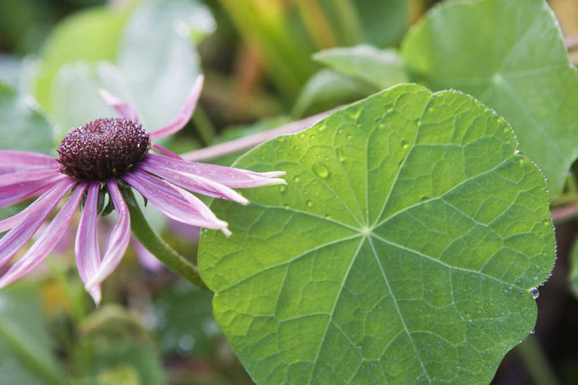 无人,横图,俯视,室外,特写,白天,美景,植物,叶子,阴影,朦胧,模糊,盛开,光线,影子,景观,绿叶,草药,药草,花蕾,中药,花,花瓣,花朵,鲜花,一朵,阳光,自然,花苞,花蕊,嫩叶,菊花,景色,松果菊,自然风光,紫锥花,药材,中草药,紫锥菊,放弃,中药材,本草,懈怠,叶,叶片,彩图,高角度拍摄
