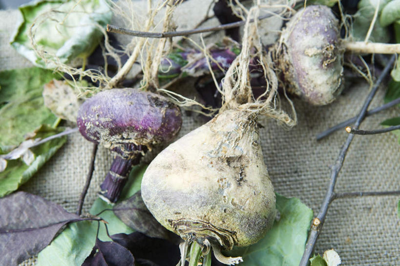 无人,横图,俯视,室外,特写,白天,蔬菜,叶子,许多,新鲜,食品,绿叶,芜菁,纸条,地面,食物,嫩叶,有机食品,绿色食品,蔓菁,盘菜,大头芥,叶,叶片,彩图,高角度拍摄