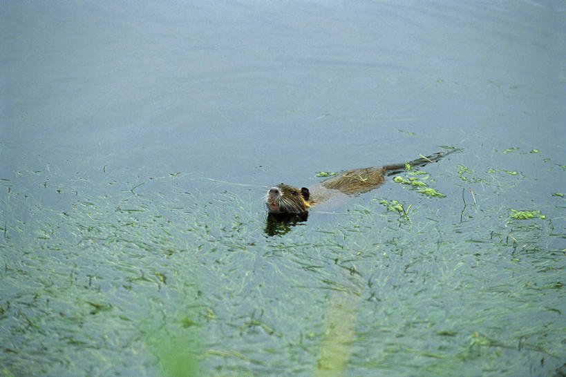 无人,横图,俯视,室外,白天,河流,水,植物,野生动物,漂浮,河水,水流,一只,绿色,自然,动物,可爱,活泼,海狸,海狸鼠,河狸,半身,彩图,高角度拍摄