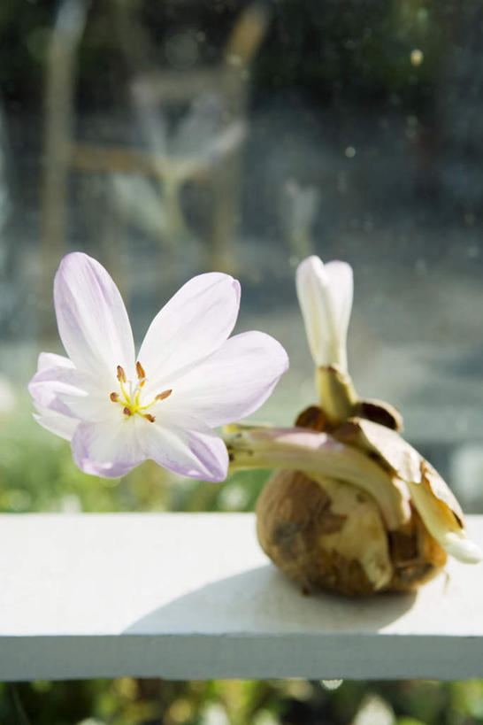 无人,竖图,俯视,室外,特写,白天,草地,草坪,美景,植物,阴影,盛开,光线,影子,景观,朱顶红,地面,花蕾,草,花,花瓣,花朵,鲜花,一朵,绿色,白色,阳光,自然,花苞,花蕊,景色,百枝莲,柱顶红,孤挺花,华胄兰,对红,自然风光,彩图,高角度拍摄