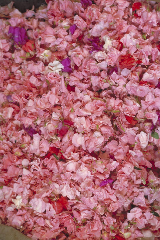 无人,竖图,俯视,室内,特写,白天,美景,水,许多,阴影,漂浮,盛开,光线,液体,影子,景观,水滴,玫瑰花,花蕾,花,花瓣,花朵,鲜花,红色,阳光,自然,花苞,花蕊,景色,自然风光,彩图,高角度拍摄