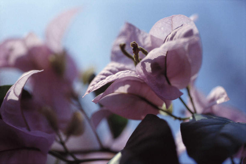 无人,横图,室外,特写,白天,仰视,美景,叶子,许多,阴影,朦胧,模糊,光线,影子,景观,绿叶,九重葛,三角梅,粉色,蓝色,蓝天,天空,阳光,自然,纸花,天,嫩叶,景色,自然风光,三叶梅,毛宝巾,簕杜鹃,叶子花,叶子梅,叶,叶片,三角花,彩图,低角度拍摄