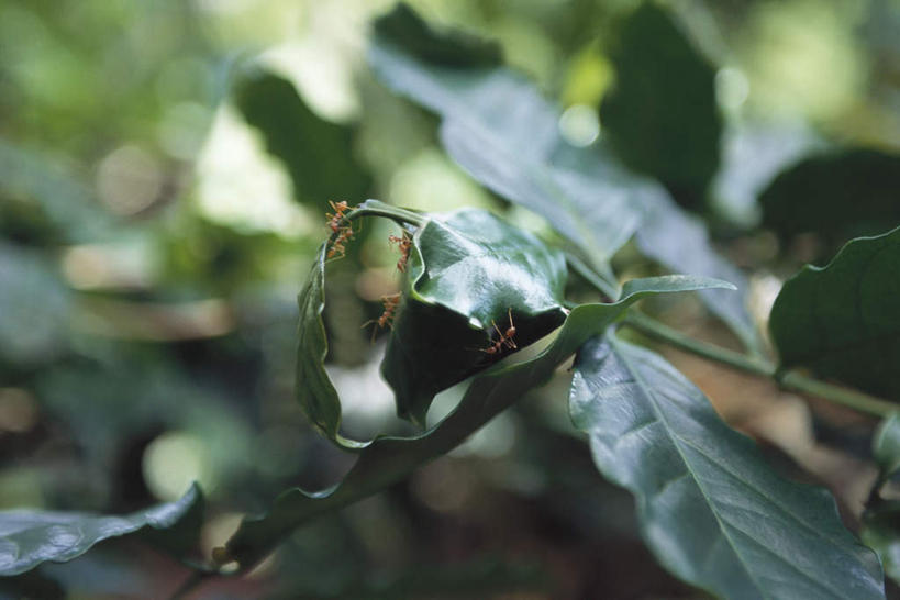 无人,横图,俯视,室外,特写,白天,草地,草坪,美景,植物,野生动物,叶子,许多,阴影,朦胧,模糊,光线,昆虫,蚂蚁,影子,景观,绿叶,草,绿色,阳光,自然,动物,嫩叶,景色,可爱,活泼,自然风光,蚁,玄驹,益虫,火蚁,叶,叶片,彩图,高角度拍摄